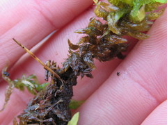 Sphagnum inundatum