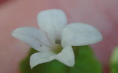 Wimmerella pygmaea