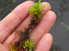 Sphagnum inundatum