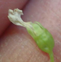 Wimmerella pygmaea