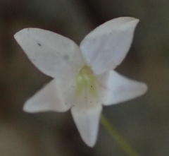 Wimmerella pygmaea