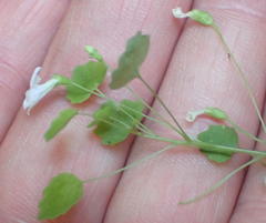 Wimmerella pygmaea