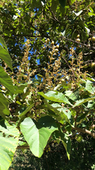 Mallotus paniculatus