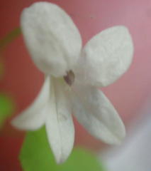 Wimmerella pygmaea