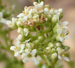 Selago myriophylla