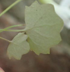 Wimmerella pygmaea