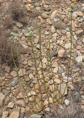 Selago myriophylla
