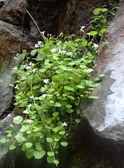 Wimmerella pygmaea