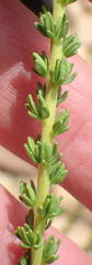 Selago myriophylla