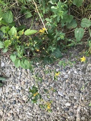 Hypericum × desetangsii