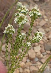 Selago myriophylla