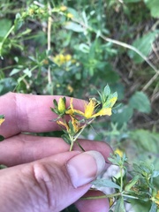 Hypericum × desetangsii