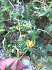 Hypericum × desetangsii