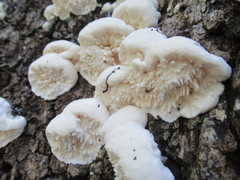 Irpiciporus