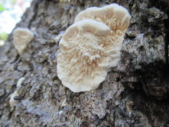 Irpiciporus