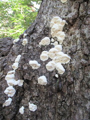 Irpiciporus