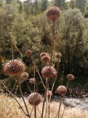 Leonotis nepetifolia