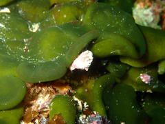 Codium stephensiae