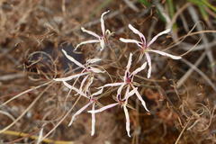 Pelargonium fergusoniae