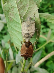 Halyomorpha picus