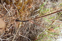 Pelargonium fergusoniae