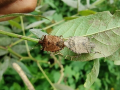 Halyomorpha picus