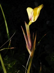 Bobartia gladiata