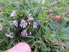 Euphrasia subarctica