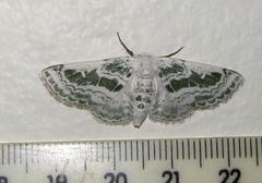 Chionopora tarachodes