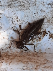 Cordulegaster boltonii