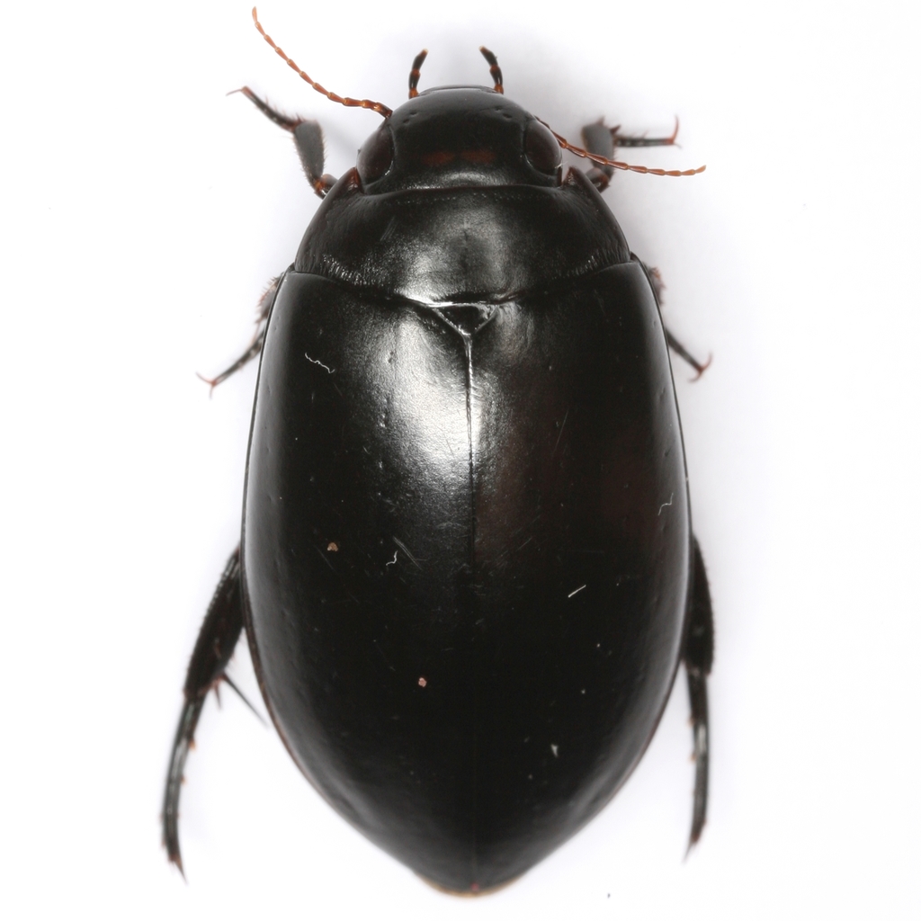 Rhantus atricolor