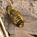 Hottentot Bee Fly - Photo (c) Gábor Keresztes, some rights reserved (CC BY-NC), uploaded by Gábor Keresztes