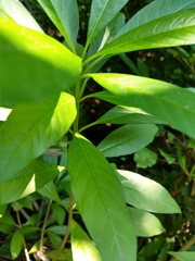 Rauvolfia verticillata