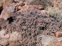 Euphorbia lignosa