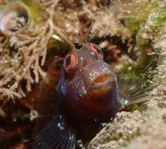 Parablennius marmoreus