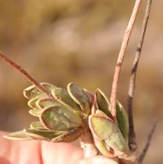 Adromischus caryophyllaceus