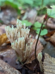 Ramaria apiculata