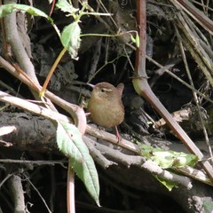 Troglodytes troglodytes
