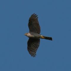 Accipiter nisus