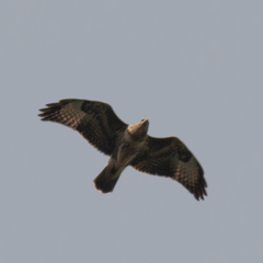 Buteo buteo