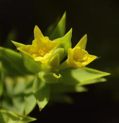 Gnidia styphelioides