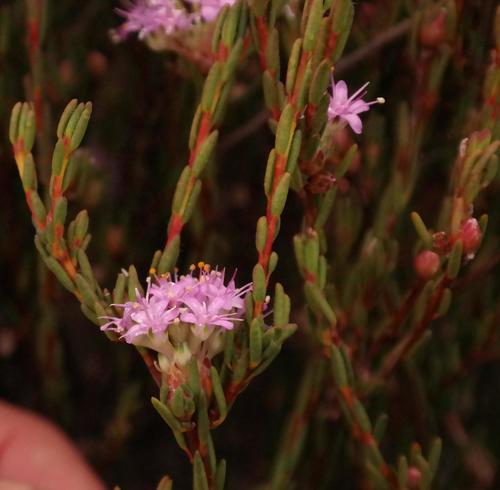 Tick Buchu (Agathosma sedifolia)