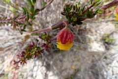 Hermannia concinnifolia