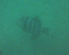 Pseudobalistes naufragium