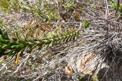 Hermannia concinnifolia