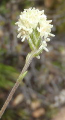 Phyllopodium elegans