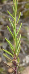 Phyllopodium elegans