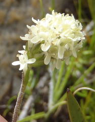 Phyllopodium elegans