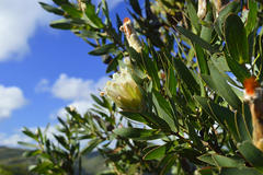 Protea mundii