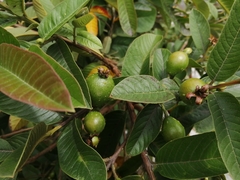 Psidium guajava